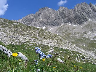 Alpenblumen vor der Noppenspitze-Südwestflanke