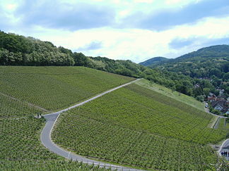 Weinberge am Westhang
