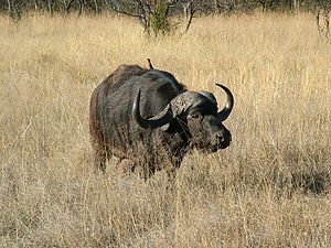 Afrikanischer Büffel (Syncerus caffer)