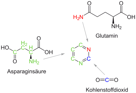 Herkunft der Atome des Grundgerüsts der Pyrimidine während der Biosynthese