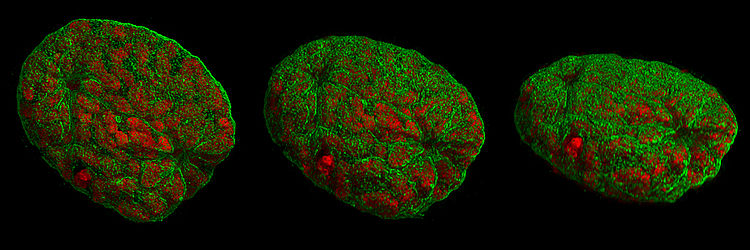 Dreidimensionale Darstellung eines Mauszellkerns aus verschiedenen Blickwinkeln aufgenommen mit 3D-SIM-Mikroskopie. Die Zelle befindet sich in einem frühen Stadium der Mitose (Prophase). Die Chromosomen (rot) liegen bereits kondensiert vor. Die umgebende Lamina (grün) zeigt prominente Einstülpungen und erste Risse.