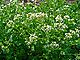 Cochlearia officinalis 001.JPG