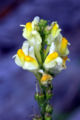 Linaria-vulgaris 039a.jpg