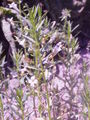 Gratiola officinalis2.jpg