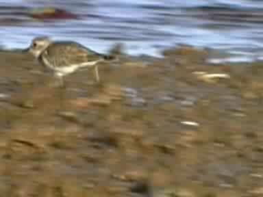 Double-banded Plover (winter).ogg