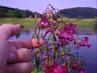 Impatiens glandulifera.ogg