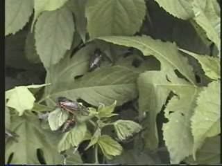Many cicadas 2004.320x240.ogg