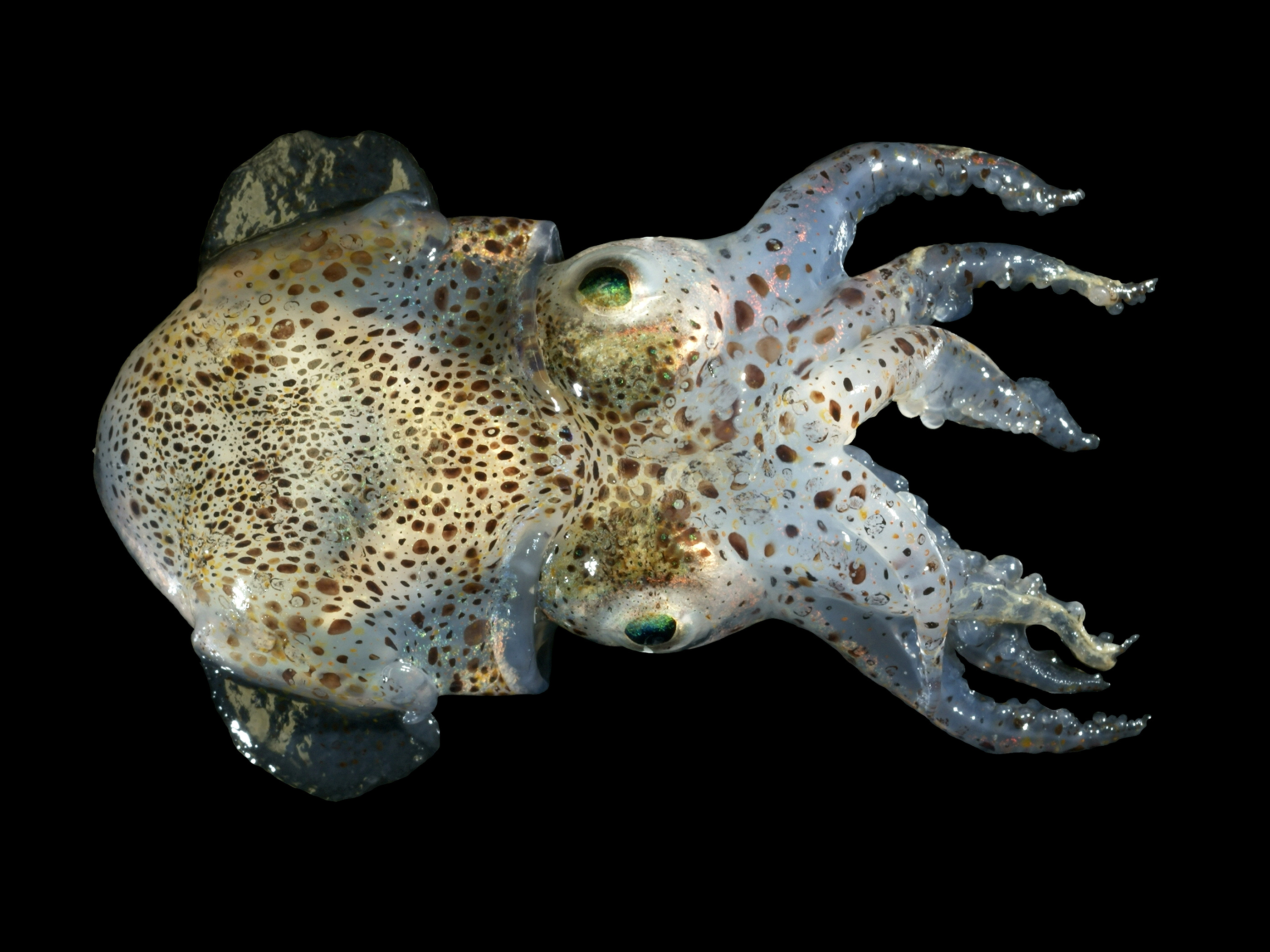 Smithsonian Insider – Ghost octopod shows how little we know about deep ...