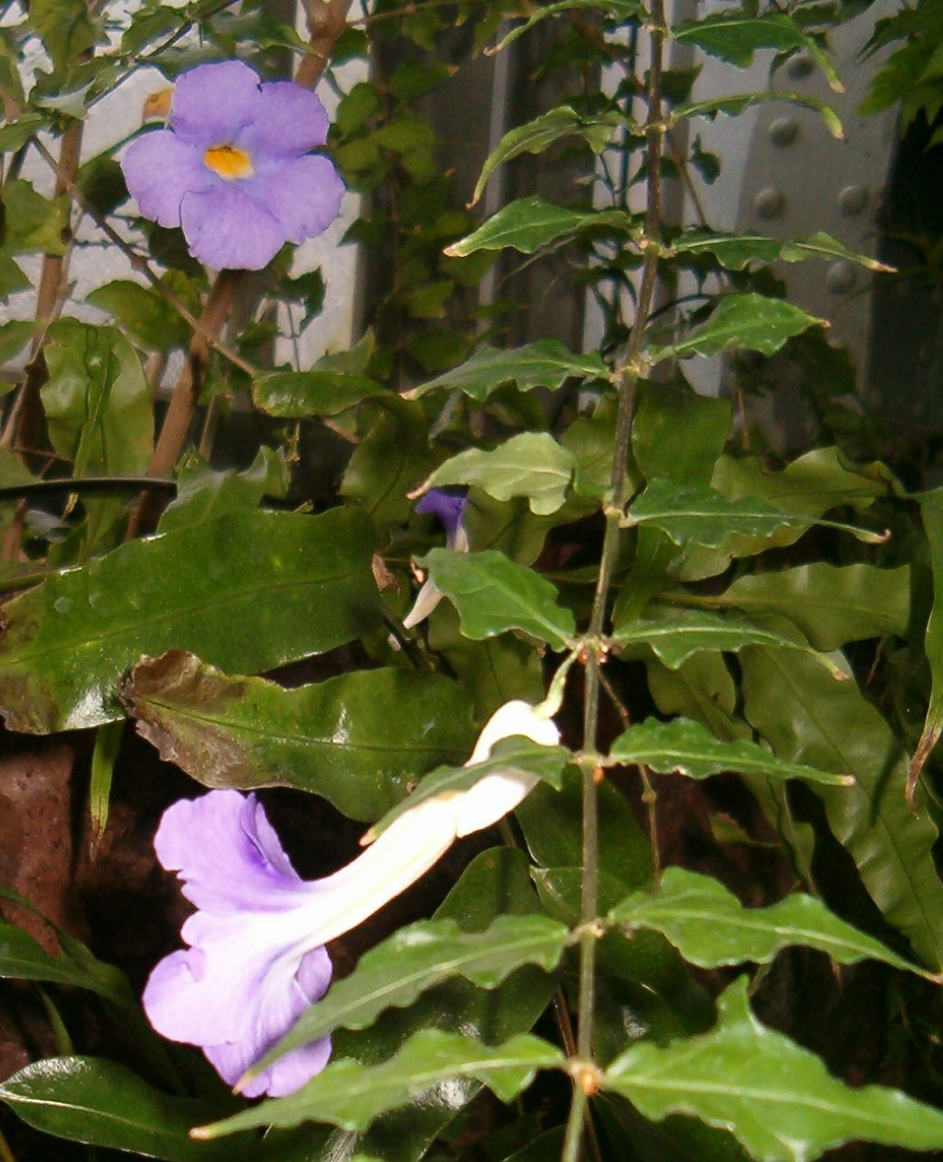 Тунбергия майсурская Thunbergia mysorensis