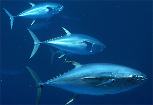 Thunfische