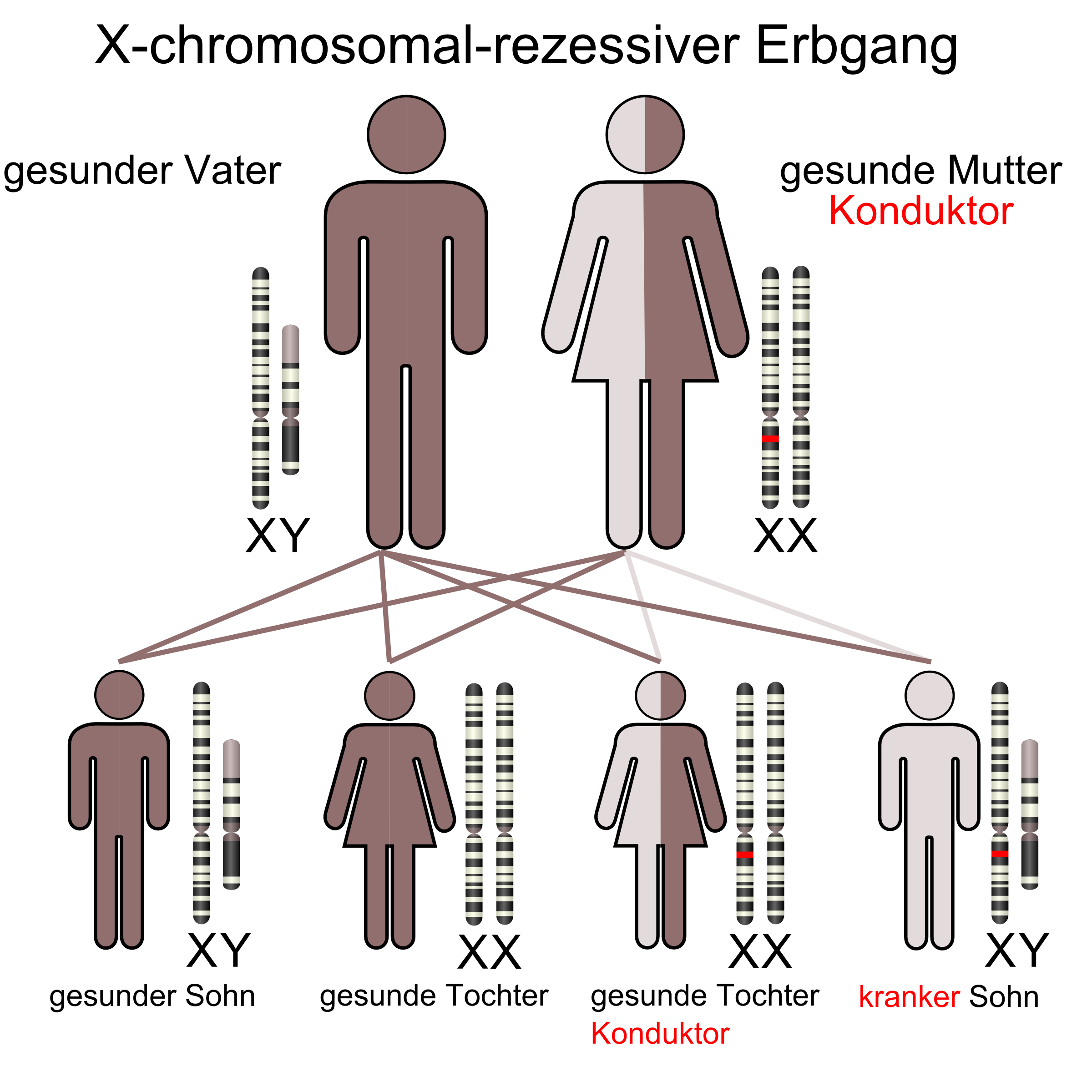 X Chromosomal