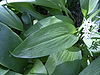 AlliumUrsinum-blad-hr.jpg