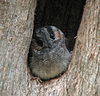 Australian Owlet-nightjar Samcem Jan03.JPG