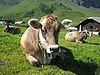 Der Landkreis Unterallgäu ist mit einem Tierbestand von 70.000 Kühen der milchstärkste Landkreis der Bundesrepublik Deutschland  – im Bild: das für die Gegend einst typische Allgäuer Braunvieh, das heute eine bedrohte Haustierrasse ist