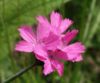 Dianthus carthusianorum 160505.jpg