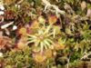Drosera rotundifolia 130405.jpg