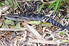 Eastern blue tongued lizard.jpg