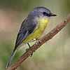 Eastern yellow robin.jpg