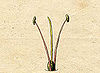 Ehret-Methodus Plantarum Sexualis-B.jpg