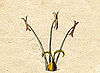 Ehret-Methodus Plantarum Sexualis-C.jpg