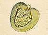 Ehret-Methodus Plantarum Sexualis-Z.jpg