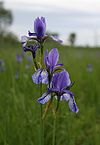 Iris sibirica (Sibirische Schwertlilie) im NSG Eriskircher Ried