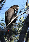 Glossy black cockatoo male kobble08.JPG