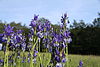 Iris sibirica in natural monument Pancice-V rekach in 2011 (7).JPG