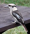 Laughing Kookaburra Table.JPG