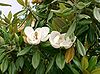 Magnolia grandiflora9.jpg