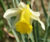 Narcissus pseudonarcissus flower 300303.jpg