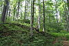 Natural monument Jilmova skala in summer 2011 (9).JPG
