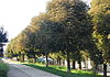 Naturdenkmal 674 GuentherZ 2011-08-31 0085 Wien02 Obere Augartenstrasse Rosskastanienreihe.JPG