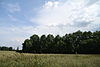 Nature reserve Olsina u Preseky in summer 2011 (1).JPG