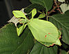 Phyllium siccifolium - female.JPG