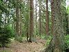 Picea sitchensis forest.jpg