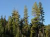 Pinus monticola1.jpg