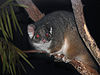 Possum Ring-tailed444.jpg