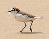 Red-capped Plover male.jpg
