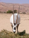 Arabische Oryxantilope im Wildpark Chai-Bar Yotvata