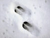 Roe deer track03.jpg