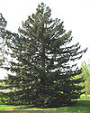 Sequoia sempervirens by Line1.jpg