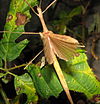 Sipyloidea sipylus, female with open wings.jpg