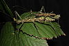 Spinohirasea bengalensis Pair.JPG