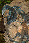Varanus macraei (blue treemonitor).jpg