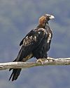 Wedge-tailed Eagle (Aquila audax) 3.jpg