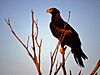 Wedge Tailed Eagle.jpg