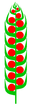 Zapfen (inflorescence).PNG