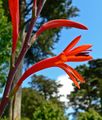 Watsonia fulgens 4.jpg