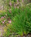 Watsonia pyramidata 1.jpg